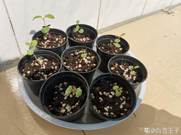 夏天新寵尤加利，養護花樣多，土培水培兩不誤