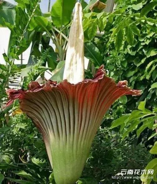 幾十年開花一次，花高三米，像一顆巨大的白菜，極其罕見