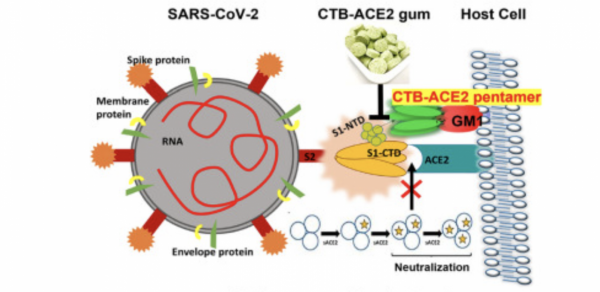 來，嚼可以“捕獲”新冠病毒的口香糖