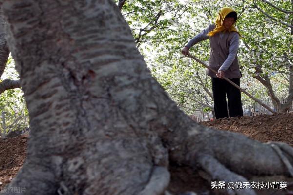 果樹全年有三次施肥黃金期,施肥的時間、種類、方法和原則告訴你 果樹全年有三次施肥黃金期,施肥的時間、種類、方法和原則告訴你