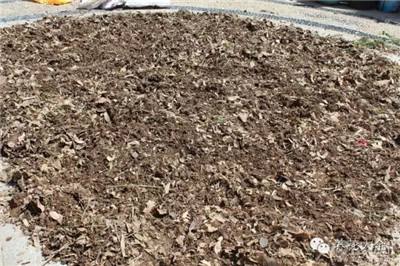 發現60歲阿姨養花，那叫一個“美”，主要是用的土好，還不花錢