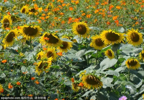 金秋去哪看向日葵花海?這三處強推!有的還能露營~ 金秋去哪看向日葵花海?這三處強推!有的還能露營~