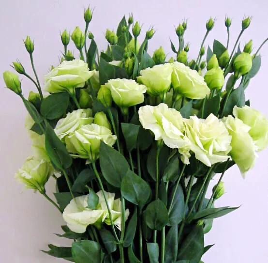 五彩斑斕洋桔梗花 五彩斑斕洋桔梗花