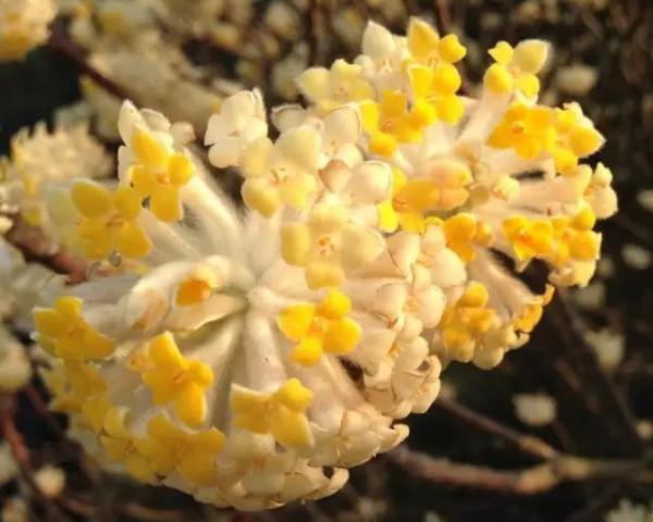 美麗的 結香花 美麗的 結香花