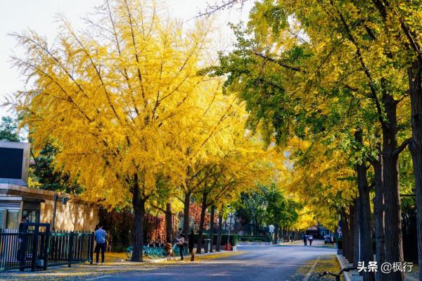 再有半個月，北京將迎來最美的季節，12個銀杏寶藏地，附機位攻略