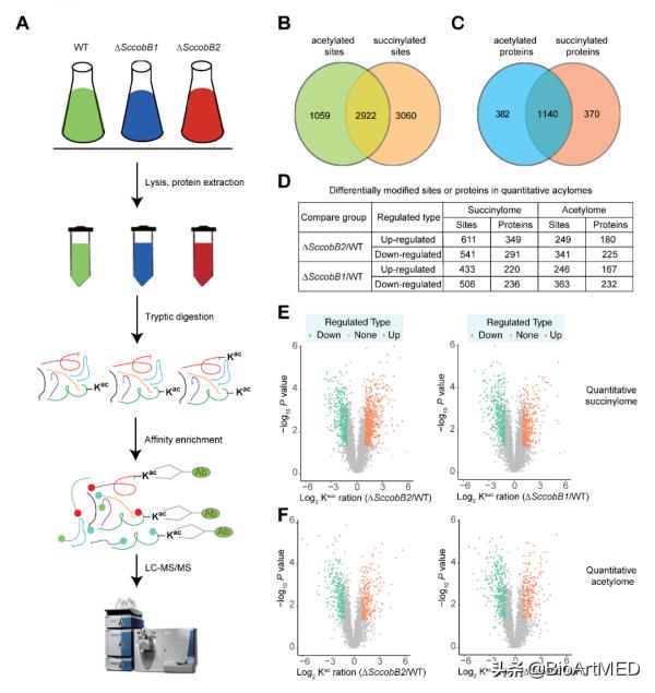 趙國屏/趙維團隊在蛋白質翻譯後修飾互作領域取得新進展 趙國屏/趙維團隊在蛋白質翻譯後修飾互作領域取得新進展