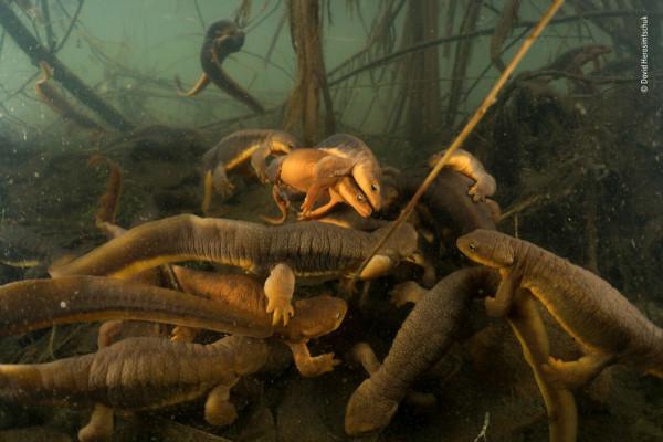 2018年度最佳野生動物攝影作品圖集