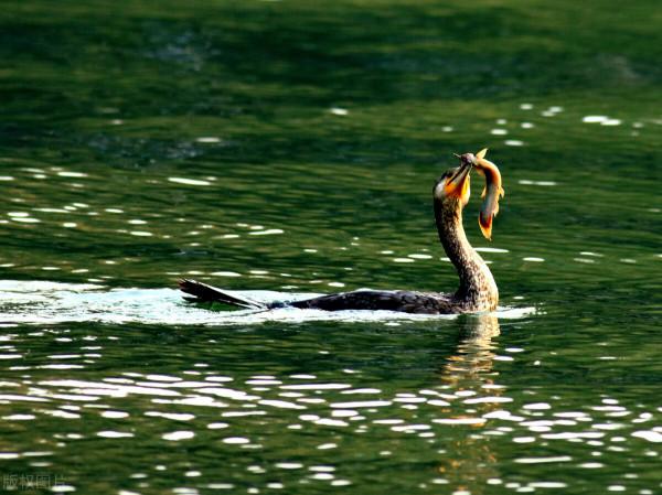 保護水資源，每個釣友都應做到
