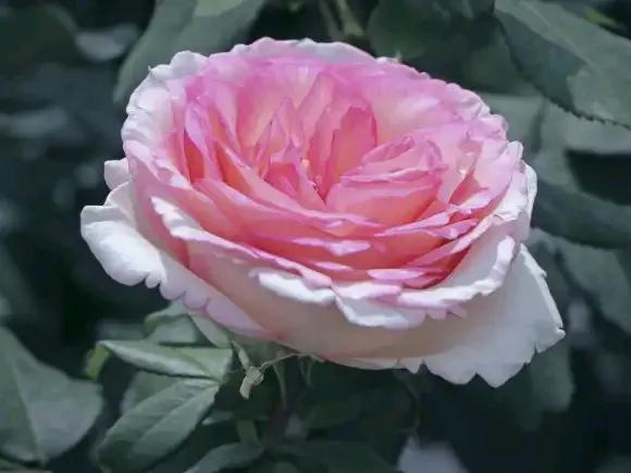 月季品種裡，據有牡丹月季之稱的6個品種，爭奇鬥豔，美不勝收