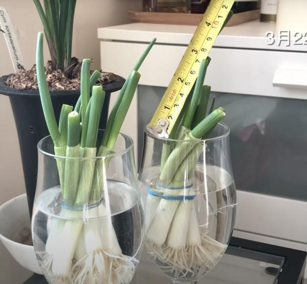 收藏！買來的菜怎麼儲藏？不會儲存等於白買