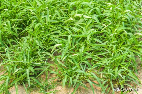 空心菜什麼時候種植？做好下面3點，空心菜出苗快、長勢旺