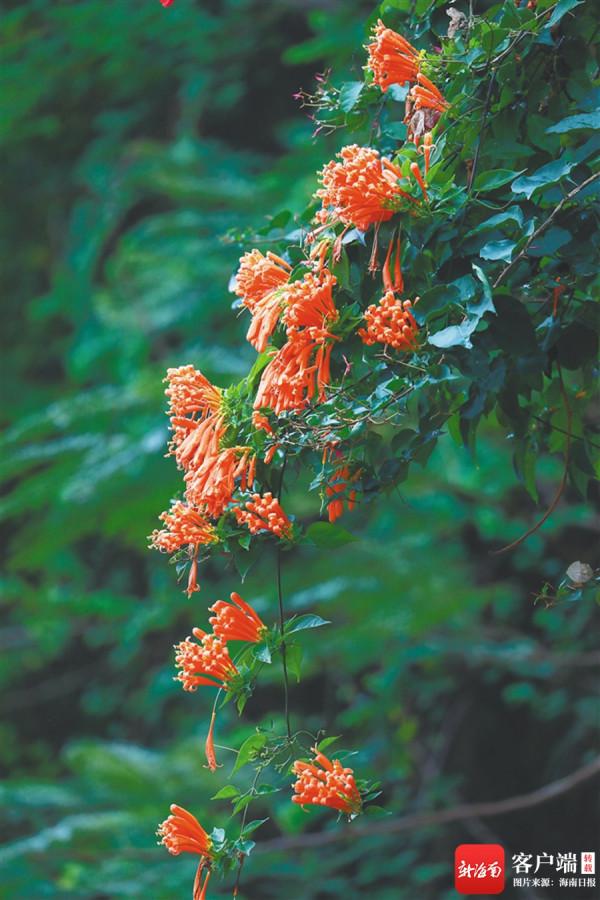 海南週刊 &vert; 海南百花爭春：木棉紅了，火焰木開花了