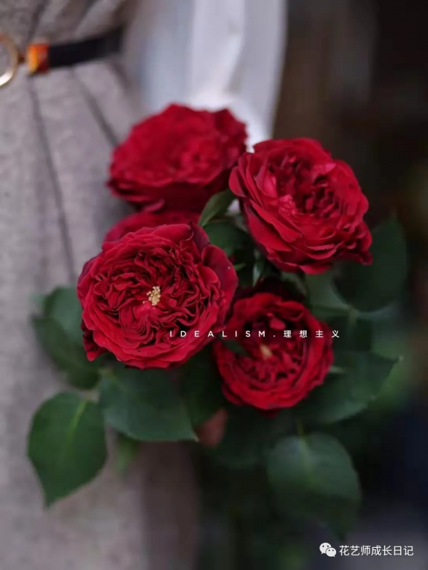 100朵玫瑰vol.34 | 大衛奧斯汀苔絲玫瑰，紅色系貴族色彩