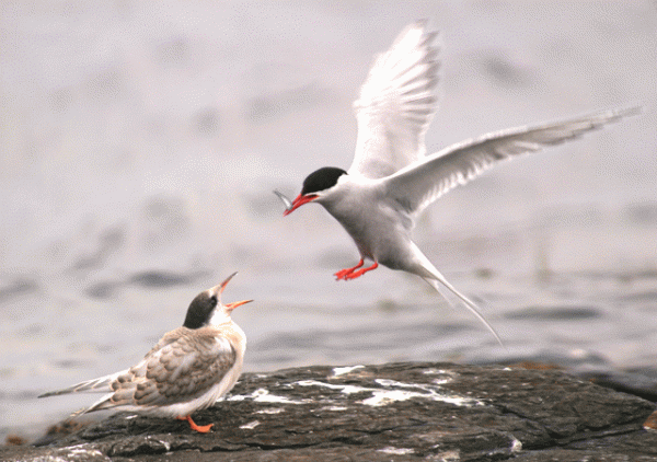 會動的鳥兒圖欣賞