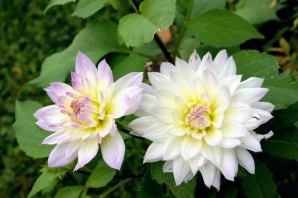 大麗花的花朵，花瓣排列得十分整齊，自然奔放而富有浪漫色彩