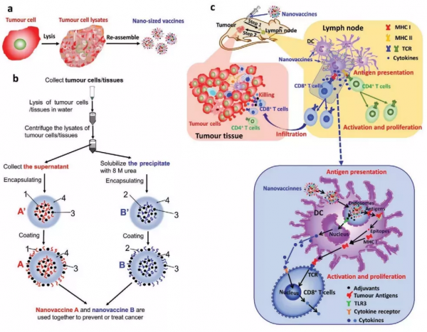 蘇州大學用癌細胞重組奈米疫苗，8只受試鼠全部實現肺癌預防痊癒