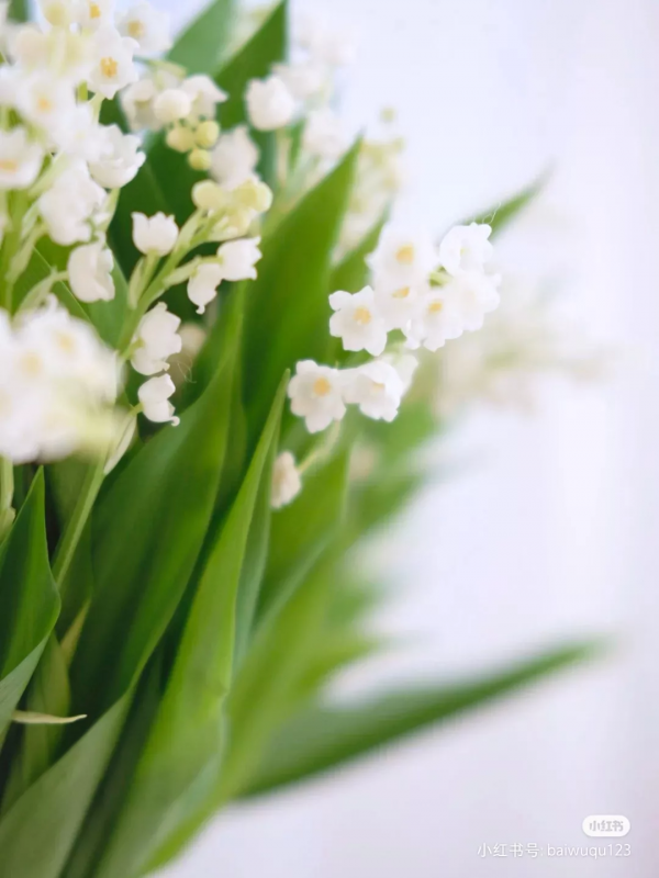 花材界的“愛馬仕”們,美貌自不必說,價格更是讓人服氣 花材界的“愛馬仕”們,美貌自不必說,價格更是讓人服氣