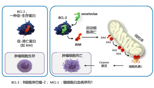 多發性骨髓瘤新的治療手段有哪些?(下) 多發性骨髓瘤新的治療手段有哪些?(下)