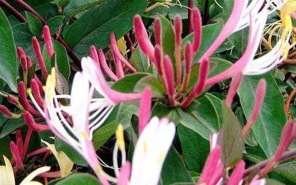 書房養盆金銀花，既有書氣，又有香氣，更有財氣