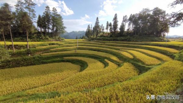 貴定臘利梯田黃了，農業觀光異常火爆