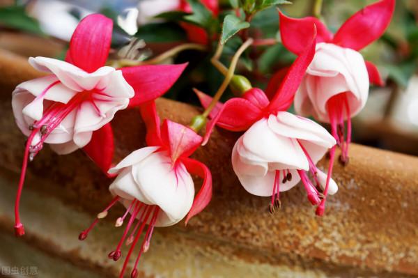 養花多的不一定會養花,但夏天能把3種花養好,絕對是高手 養花多的不一定會養花,但夏天能把3種花養好,絕對是高手