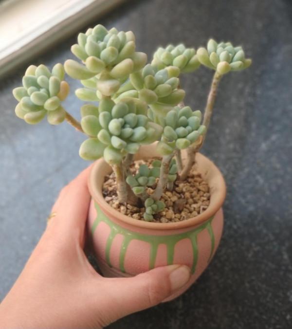 早穿棉襖、午穿紗！溫差越來越大，多肉也要越來越美哦