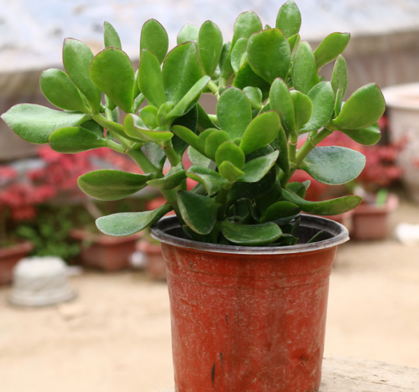 適合養在朝東窗臺上的3種開花植物,葉子旺盛,開花靚麗 適合養在朝東窗臺上的3種開花植物,葉子旺盛,開花靚麗