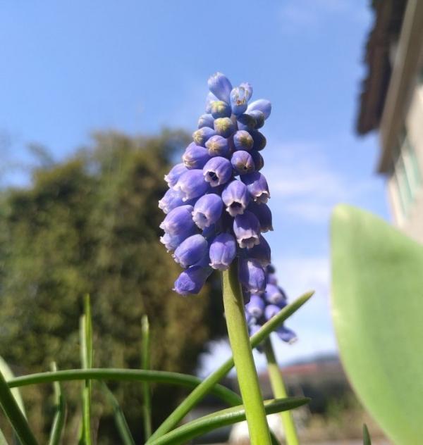 秋冬季缺不了的9種花，南北方都能養，現在準備不算遲