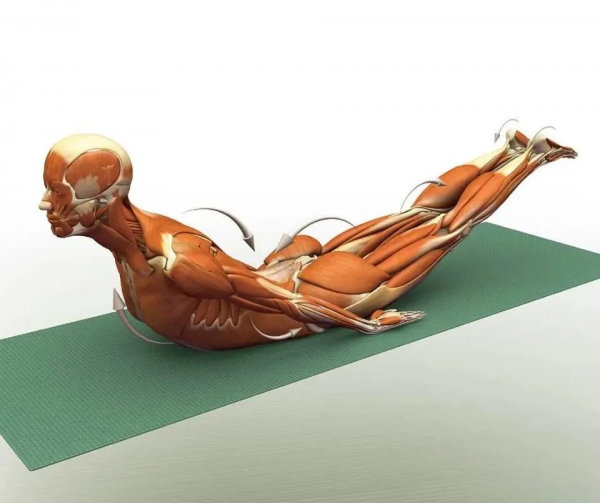 練瑜伽，這些解剖常識你要知道（附28個常見體式解剖圖）