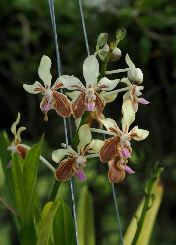 它那一片片橢圓形葉子一朵朵美麗的花兒都在金色的陽光中點頭含笑