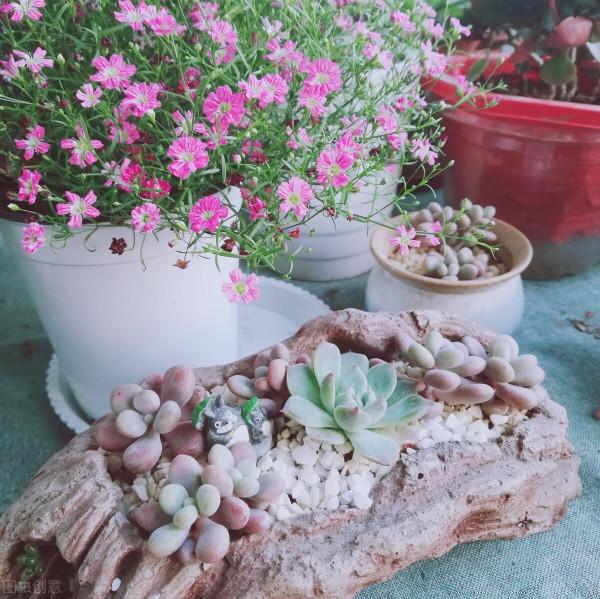 養花換下來的舊土別扔，加4種東西，比新土還好用