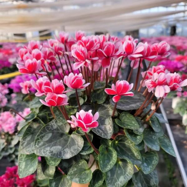 這些花，現在入手最適合，冬季室內也能花開爆盆