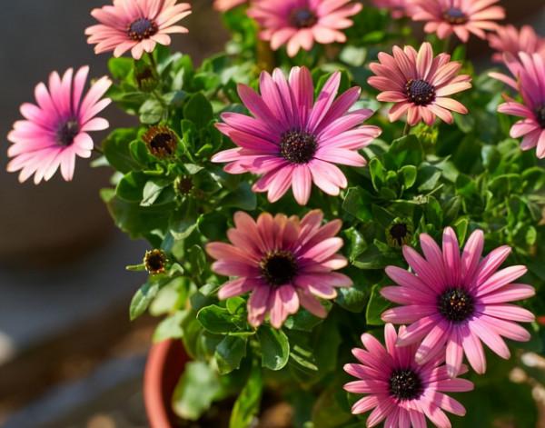 被譽為開花機器的6種花，不怕累，四季花開不斷