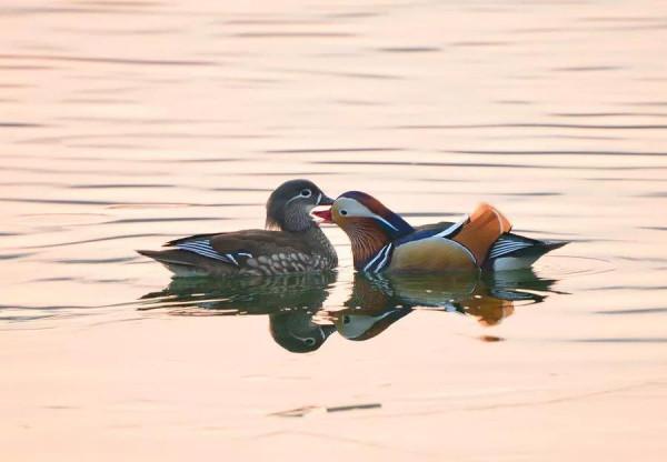 鴛鴦鳥精美圖片