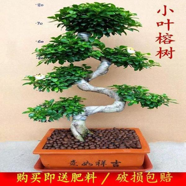 小葉榕樹的栽培技術和管理