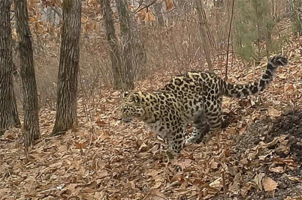 東北虎豹公園旗艦物種 東北虎豹公園旗艦物種