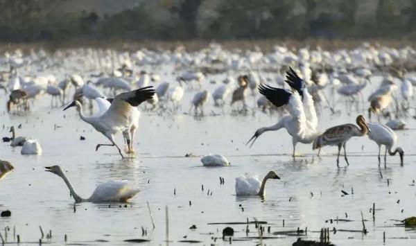 壯觀!江西迎來大批候鳥,畫面美翻了 壯觀!江西迎來大批候鳥,畫面美翻了