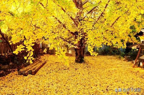 《中國無神論史》連載33——隋唐時期的感生帝和神州信仰 《中國無神論史》連載33——隋唐時期的感生帝和神州信仰