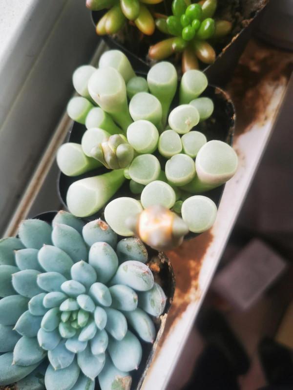 養了半年的多肉，竟然開花了