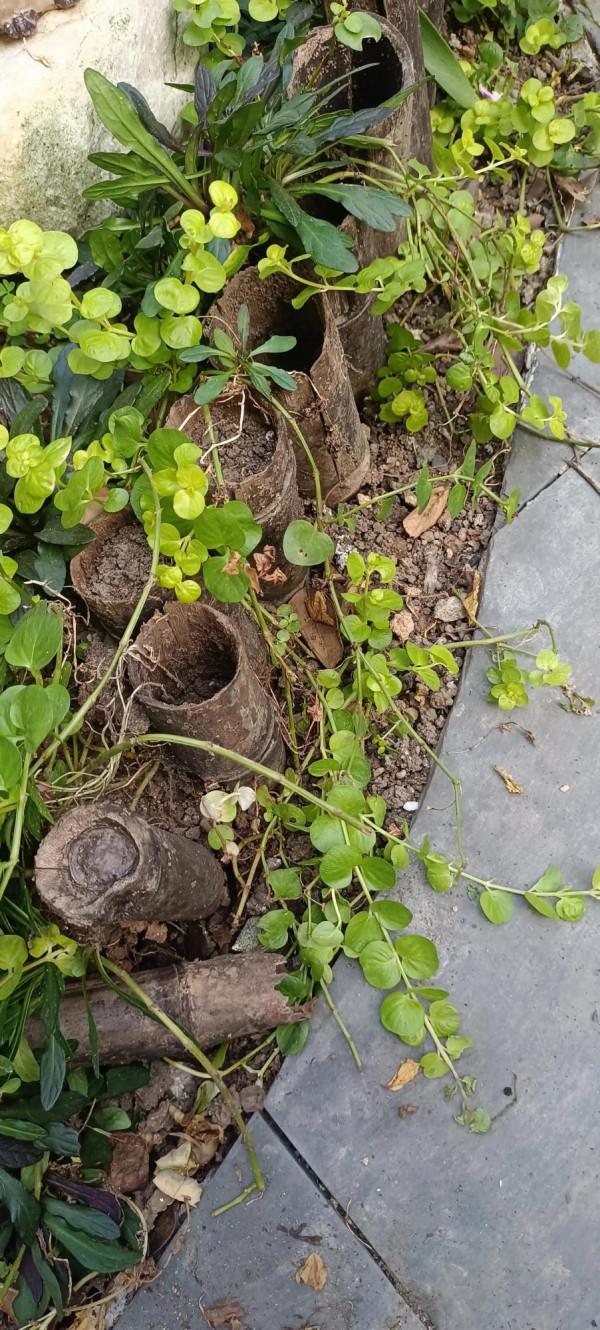 小花鏡繼續改造中