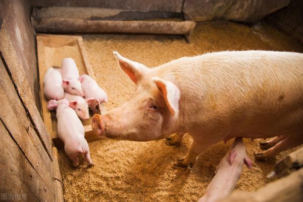 當下，多數豬場在使用氟苯尼考時存在“3個誤區”，看看你有沒有