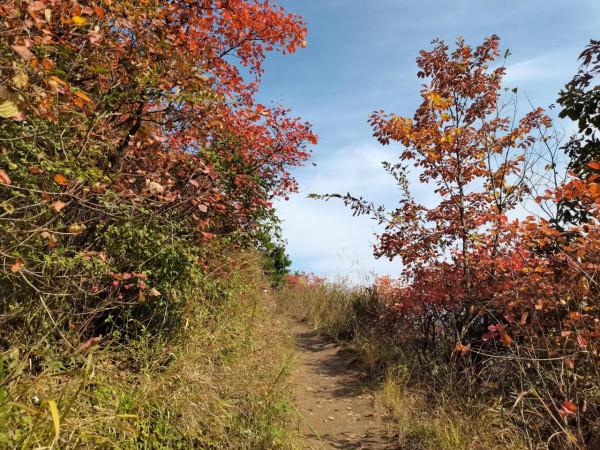 圭峰紅葉遍山,九小時歷程卻讓人驚心 圭峰紅葉遍山,九小時歷程卻讓人驚心