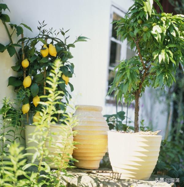 盆栽果樹注意這5步,種植成活率會更高哦!您瞭解嗎? 盆栽果樹注意這5步,種植成活率會更高哦!您瞭解嗎?