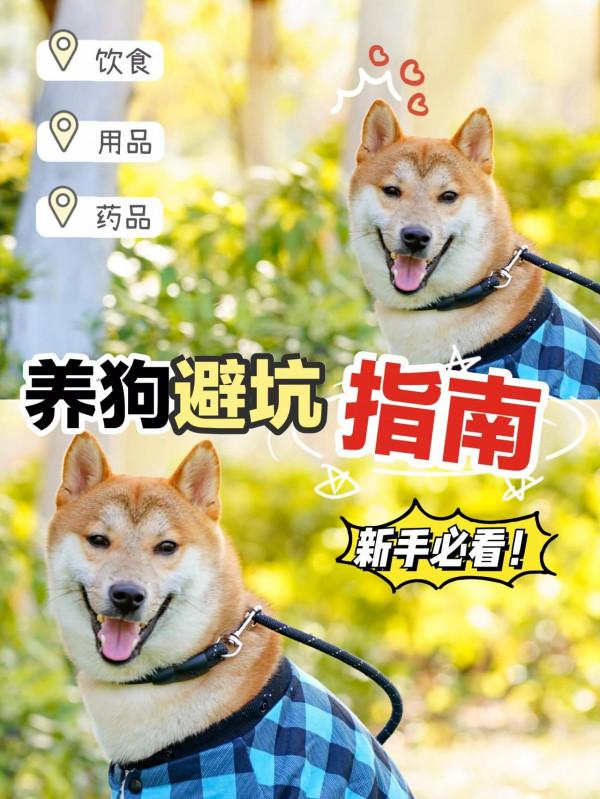 狗狗容易生病的原因，竟然是因為沒有注意這些