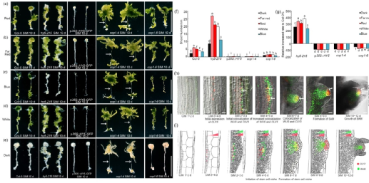 山東大學向鳳寧教授團隊發現光訊號調控植株再生的新機制 山東大學向鳳寧教授團隊發現光訊號調控植株再生的新機制