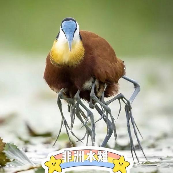 多腳怪的原原本本 多腳怪的原原本本