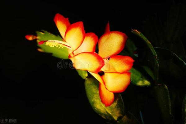 花市遇到3種“便宜花”，新手覺得運氣好，老手看見繞道走