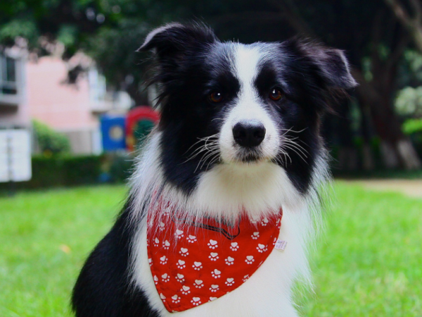 邊牧是狗中智商最高的，訓練起來非常容易，但也存在一些缺點