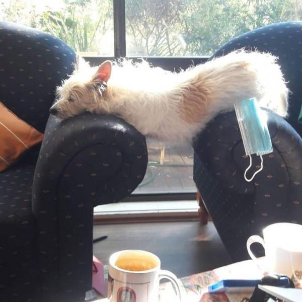 那些擁有太陽般氣質的動物們,看它們一眼就能讓你開心一整天 那些擁有太陽般氣質的動物們,看它們一眼就能讓你開心一整天