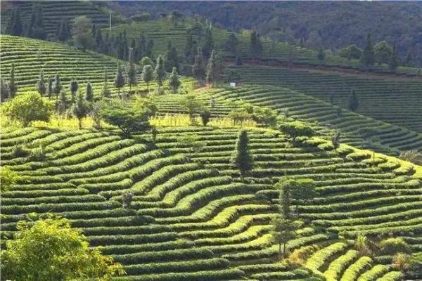 雲南這4種著名的茶葉，全部喝過一定是骨灰級茶友